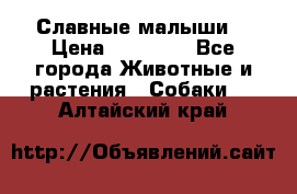 Славные малыши! › Цена ­ 10 000 - Все города Животные и растения » Собаки   . Алтайский край